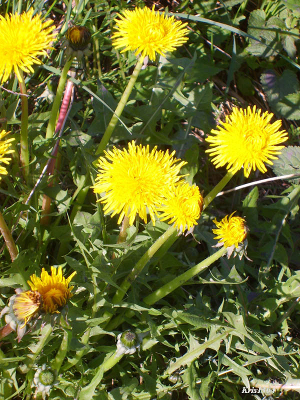 (Taraxacum officinale)